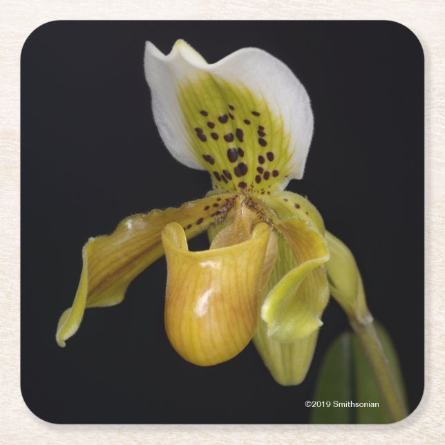 Paphiopedilum Exul Underlägg Papper Kvadrat (Framsidan)