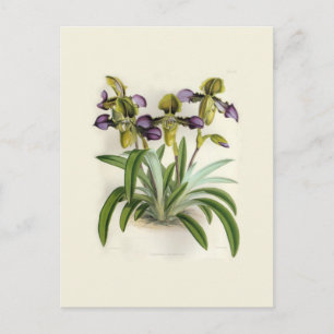 Paphiopedilum hirutissimum av W H Fitch Vykort