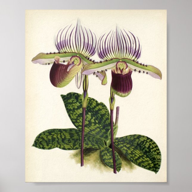 Paphiopedilum legrenceanum poster (Framsidan)