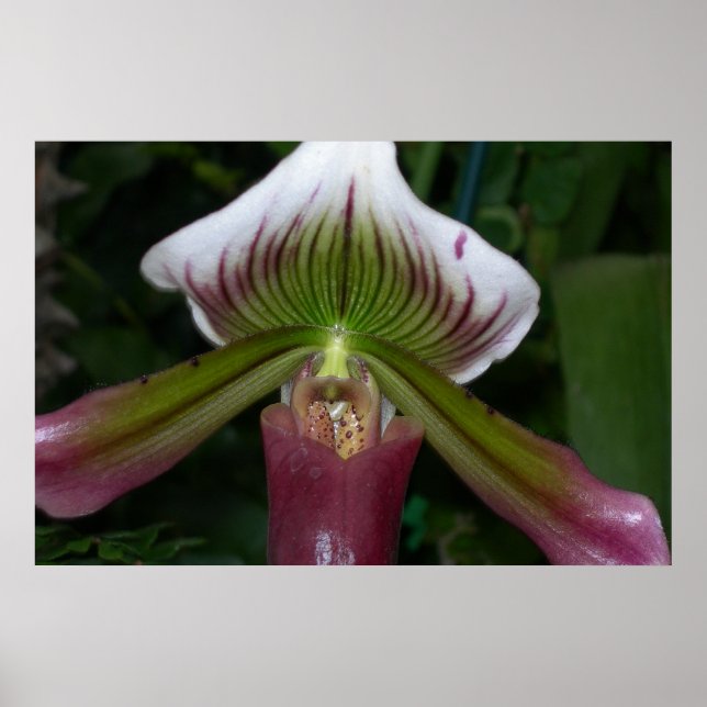 Paphiopedilum Orchid Poster (Framsidan)