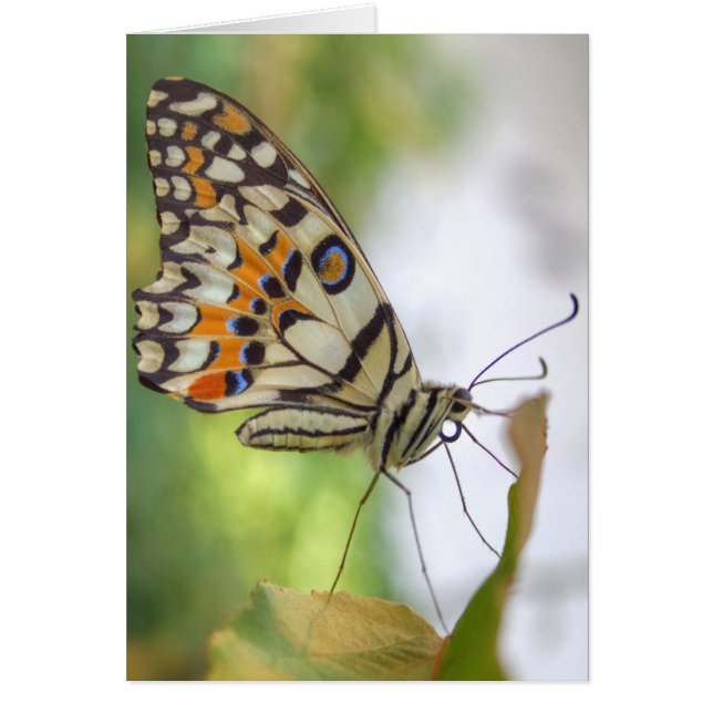 Papilio demoleus hälsningskort (Framsidan)