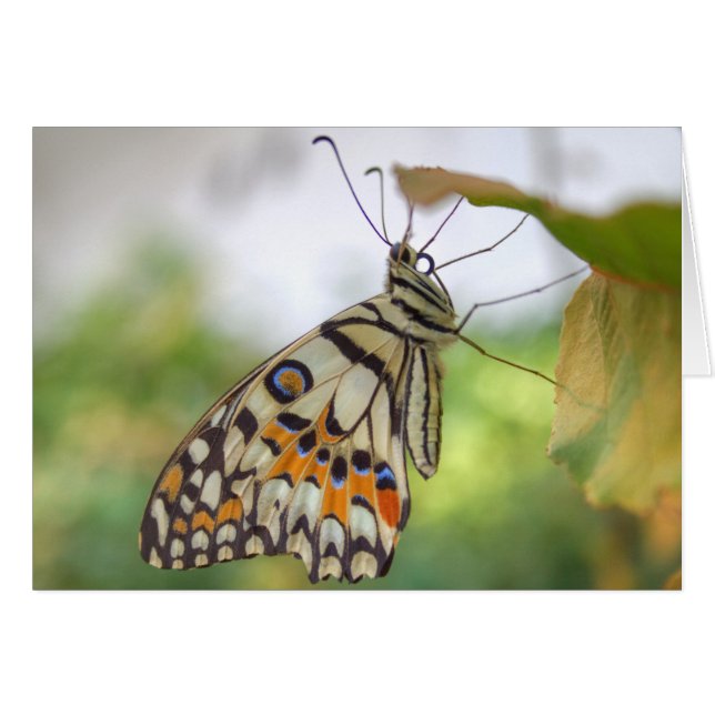 Papilio demoleus hälsningskort (Framsidan Horizontal)