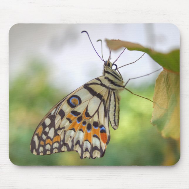 Papilio demoleus musmatta (Framsidan)
