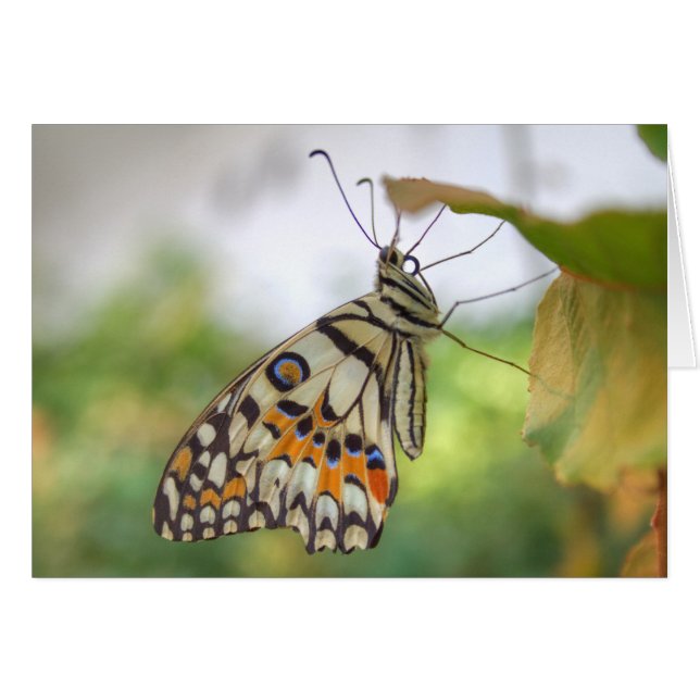 Papilio demoleus OBS kort (Framsidan Horizontal)