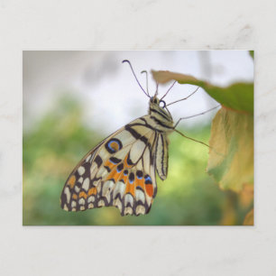 Papilio demoleus vykort