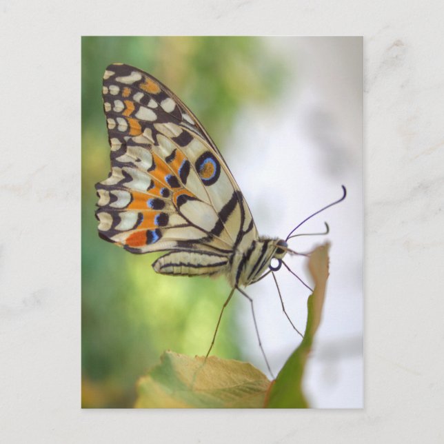 Papilio demoleus vykort (Framsida)