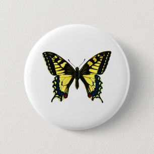 Papilio machaon knapp