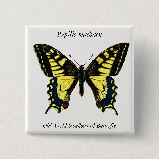 Papilio machaon - Old World Swallowtail Butterfly Knapp (Framsida)