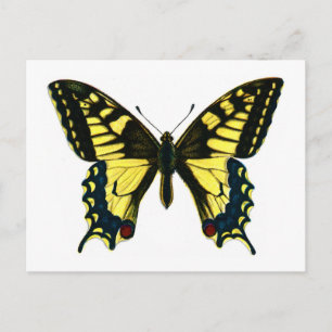 Papilio machaon vykort