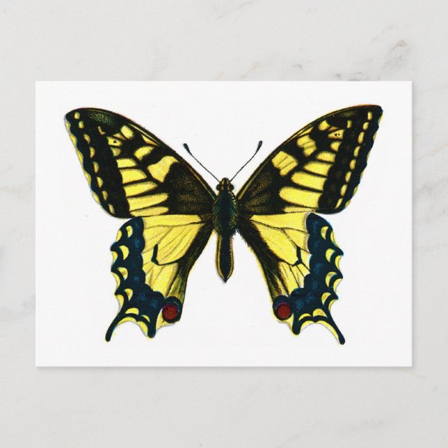 Papilio machaon vykort (Framsida)