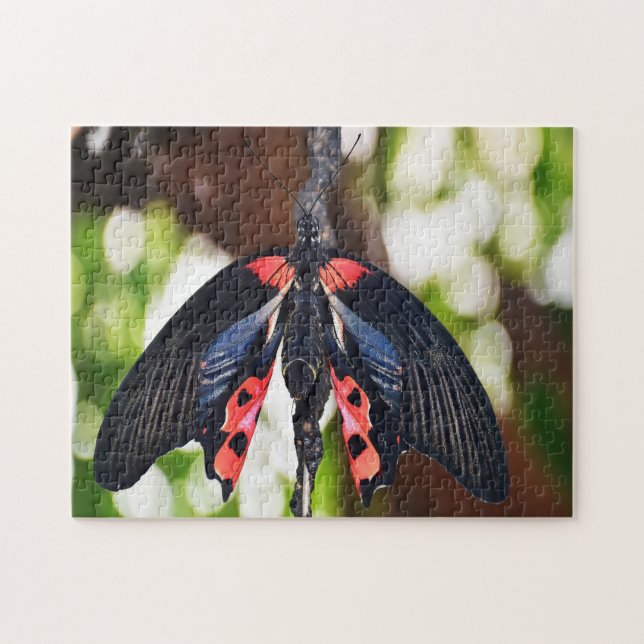 Papilio Rumanzovia Fjäril. Pussel (Horisontell)