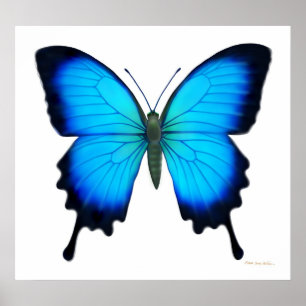 Papilio Ulysses fjärilsaffisch Poster