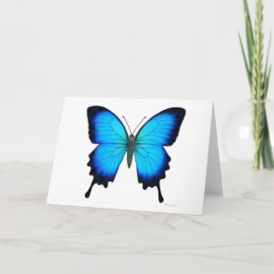 Papilio Ulysses fjärilskort Kort