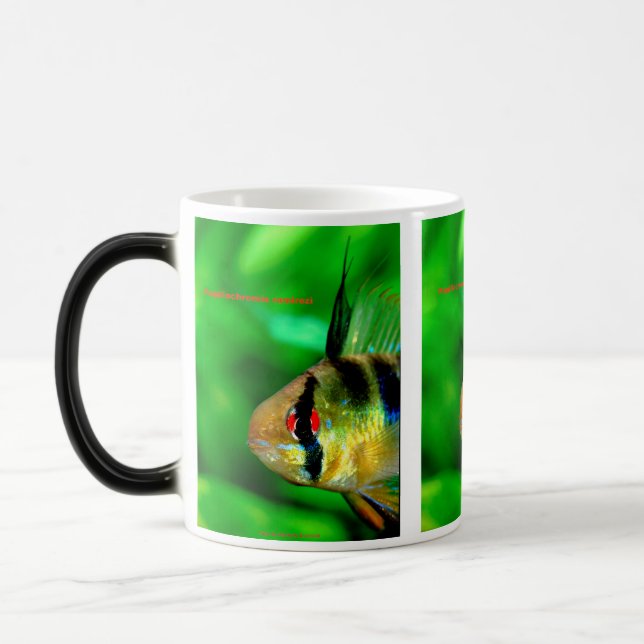 Papiliochromis ramirezi magisk mugg (Vänster)