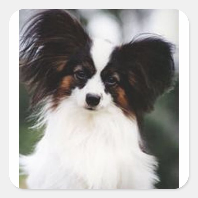 Papillon 2 fyrkantigt klistermärke (Framsida)