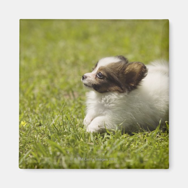 Papillon 2 magnet (Framsidan)