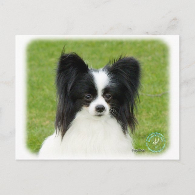 Papillon 9T056D-088 Vykort (Framsida)
