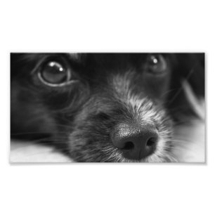 papillon ansikte fototryck