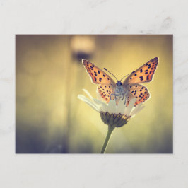 Papillon Argus Vykort