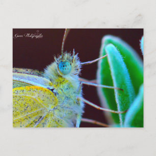 Papillon Gwen Photographie Vykort