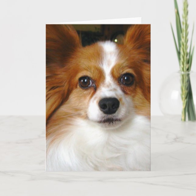 Papillon hälsningkort kort (Framsida)
