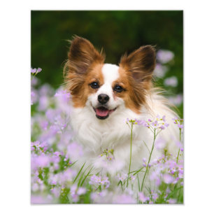 Papillon Hund Cute Romantic Porträtt Photo - Fototryck
