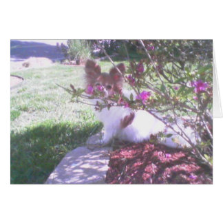 Papillon hund hälsningskort