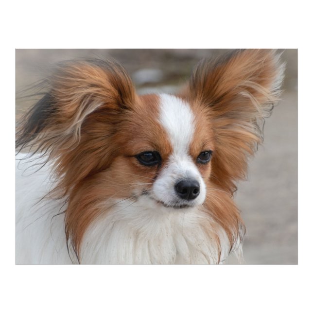 Papillon Hund Porträtt Fototryck (Framsidan)