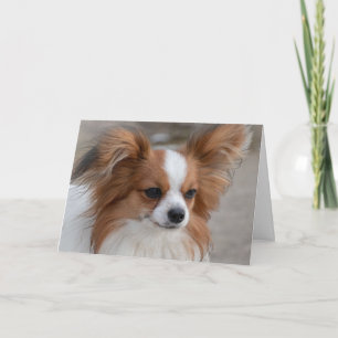 Papillon Hund Porträtt Kort
