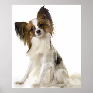 Papillon hund porträtt poster