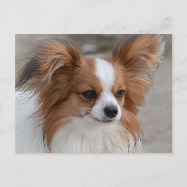 Papillon Hund Porträtt Vykort (Framsida)