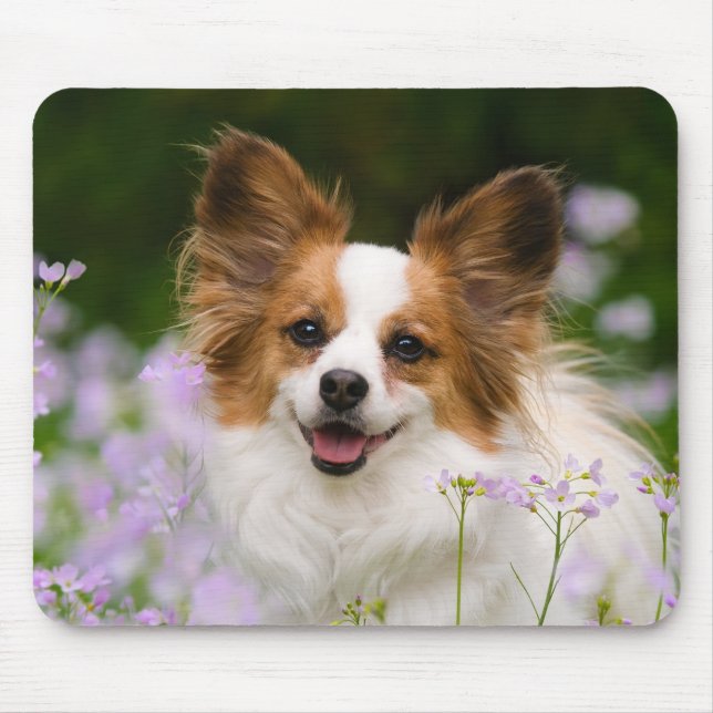 Papillon Hund Romantic Porträtt Musmatta (Framsidan)