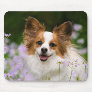 Papillon Hund Romantiska Porträtt Musmatta
