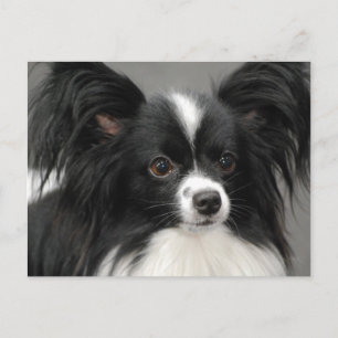 Papillon Hund-vykort Vykort