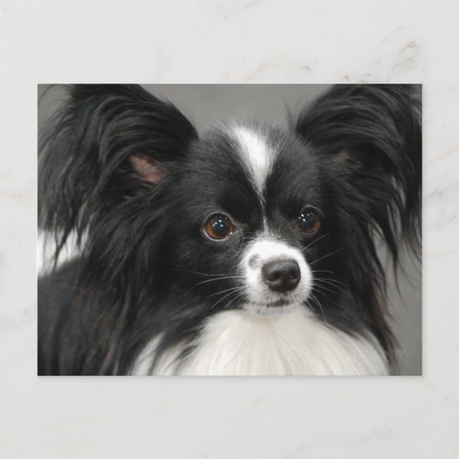 Papillon Hund-vykort Vykort (Framsida)