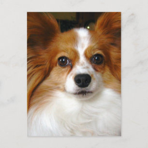 Papillon Hund-vykort Vykort
