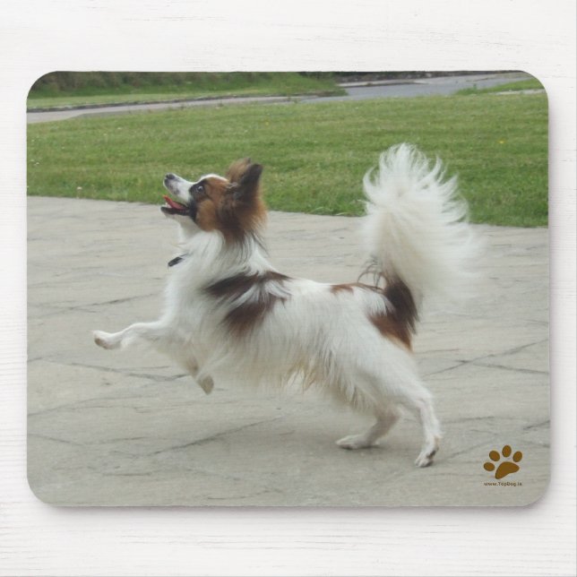 Papillon Jumping Musmatta (Framsidan)