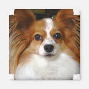 Papillon kvadrerar magneten magnet