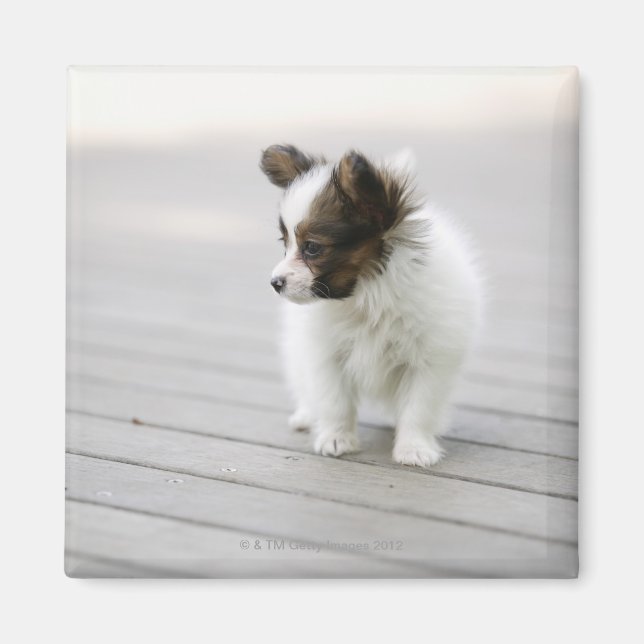 Papillon Magnet (Framsidan)