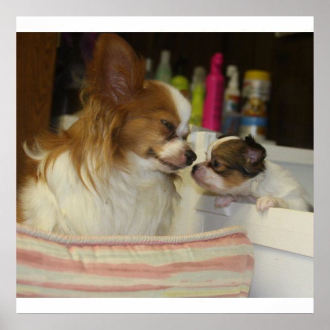 Papillon Mamma och Baby Poster (Framsidan)