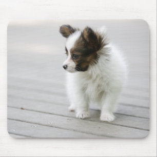 Papillon Musmatta