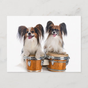 Papillon Puppies Play Drums Vykort