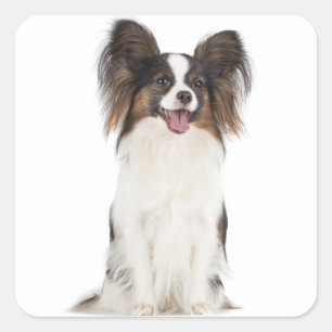 Papillon Puppy Hund - valpar Kärlek Fyrkantigt Klistermärke
