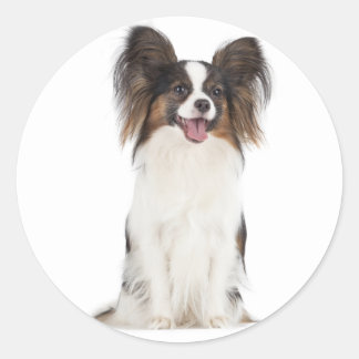 Papillon Puppy Hund - valpar Kärlek Runt Klistermärke
