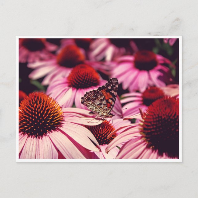 Papillon Vykort (Framsida)