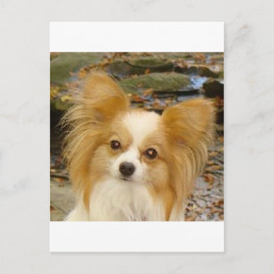 Papillon Vykort