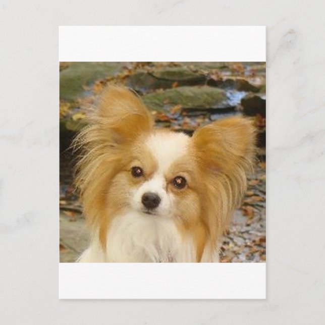 Papillon Vykort (Framsida)