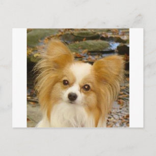 Papillon Vykort