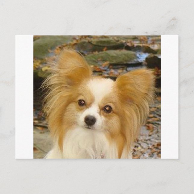 Papillon Vykort (Framsida)