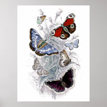 papilloner